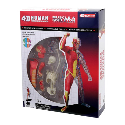 Об'ємна модель 4D Master М'язи і скелет людини (FM-626010) Об'ємна модель 4D Master М'язи і скелет людини (FM-626010)