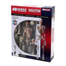 Об'ємна модель 4D Master Скелет людини (FM-626011)