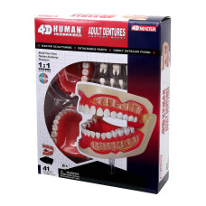 Об'ємна модель 4D Master Зубний ряд людини (FM-626015)