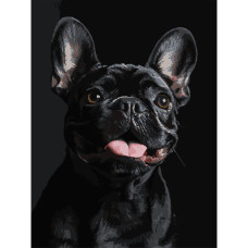 Картина за номерами Strateg Французький чорний бульдог на чорному фоні 30 х 40 (FH-32)