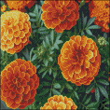 Алмазна картина Strateg Пишні чорнобривці 30 х 30 см (FZ3030-34)